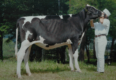 プレビオを与えた牛が搾乳牛として活躍しています 写真2