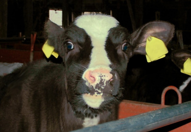 プレビオを与えた牛が搾乳牛として活躍しています 写真3