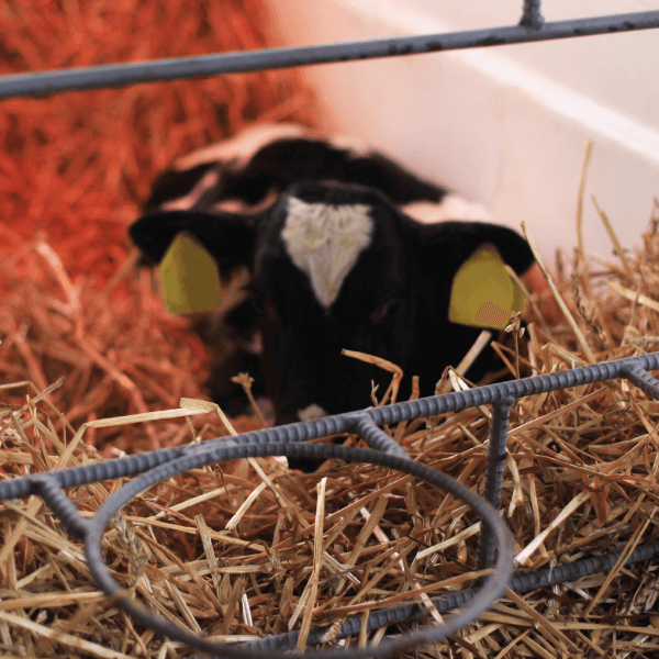 こんなときには「メイミューン」