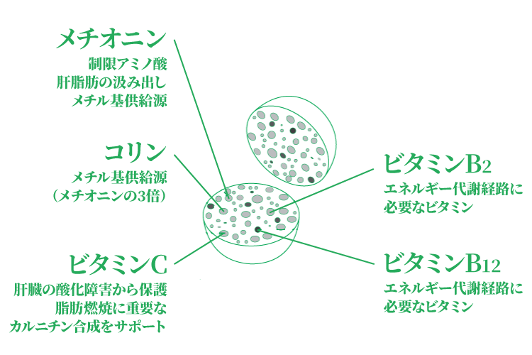 ビビーズ放出図