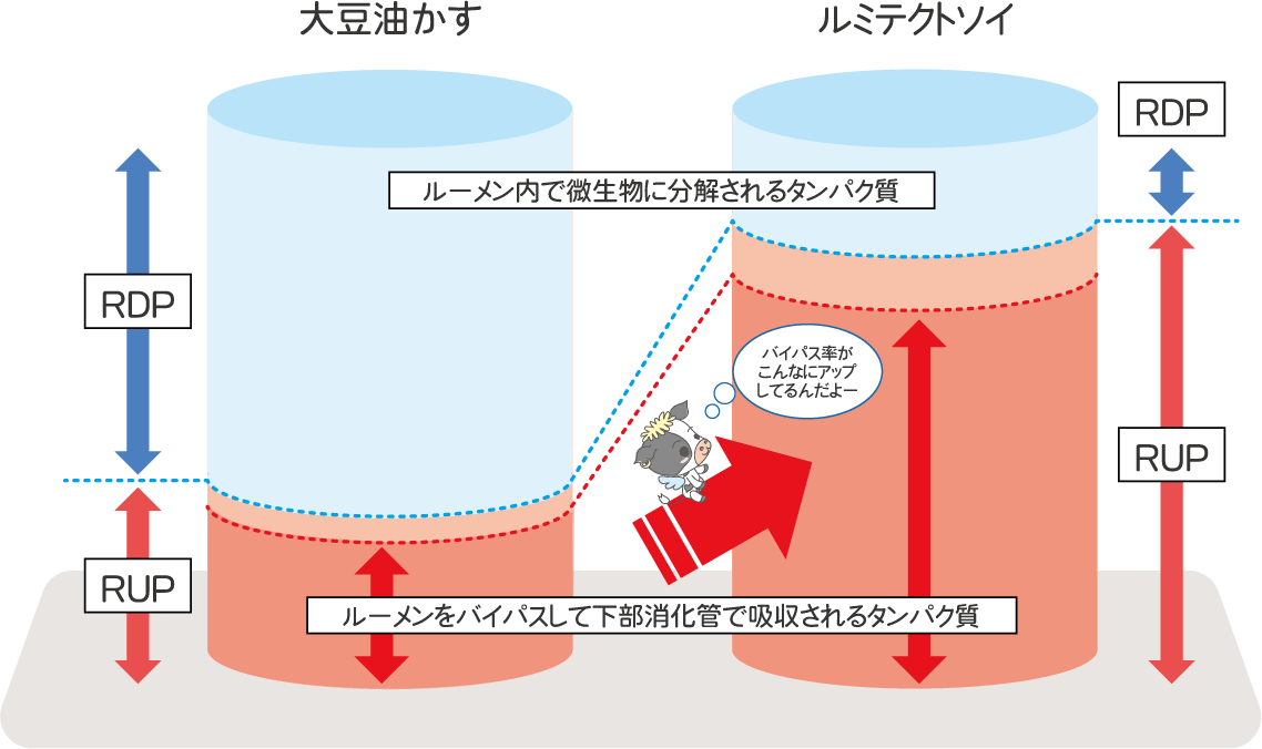粗タンパク質（CP）分画の違い