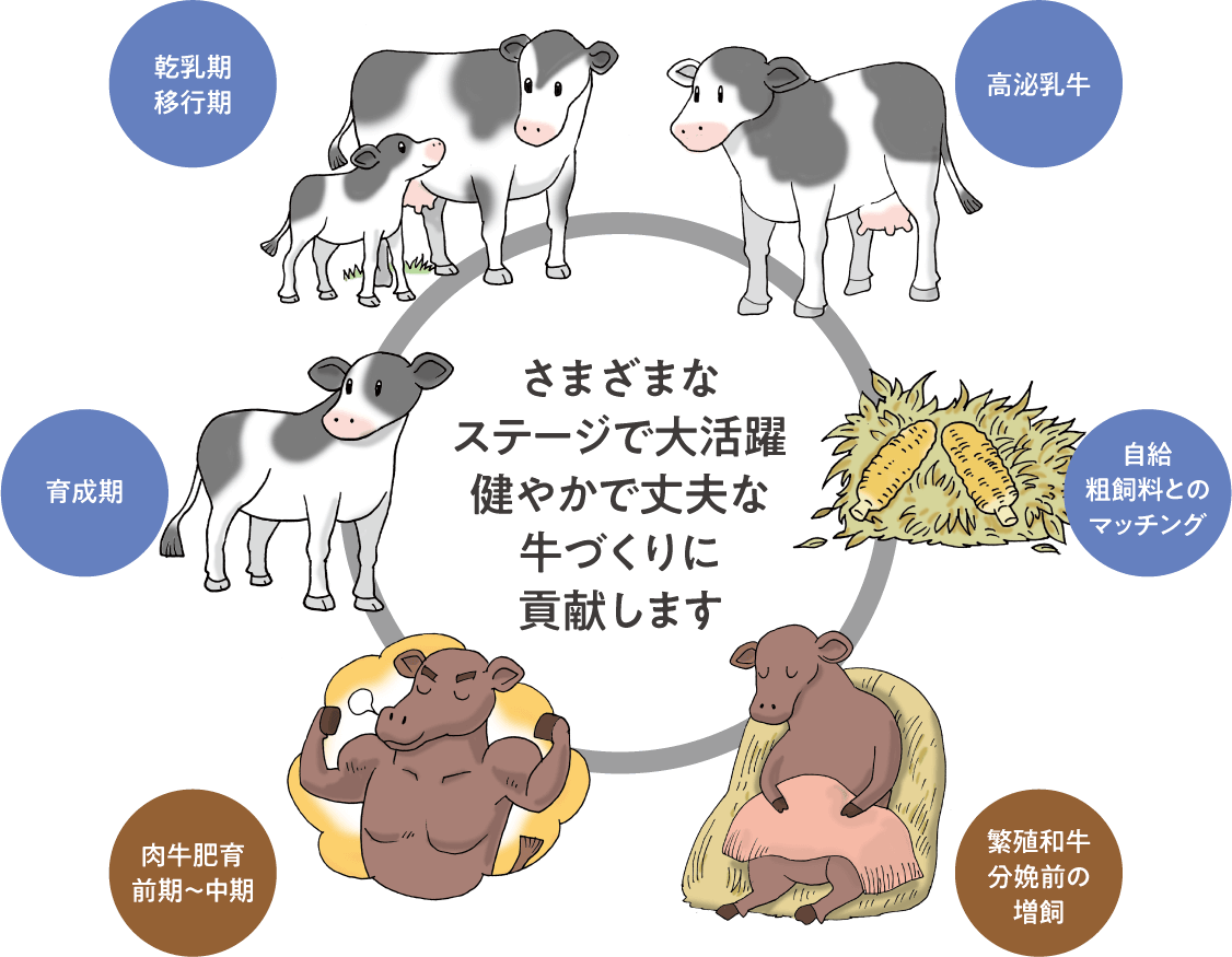 さまざまなステージで大活躍健やかで丈夫な牛づくりに貢献します