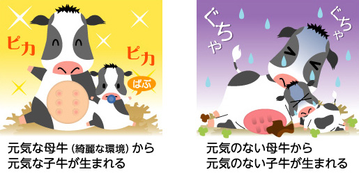 免疫は子牛を守る 盾 いっちキトさんで子牛本来の力を引き出そう